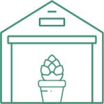 когда собирать урожай конопли