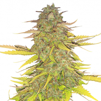 Купить семена марихуаны Acid Rain Auto Fem.